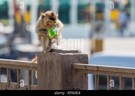 Manger vert singe sur le sirop de poteau en béton dans la région de park Banque D'Images