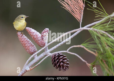 Le mouffpaille commune, ou simplement le mouffpaille, (Phylloscopus collybita) perchée sur une branche de pin. Photographié en Israël en octobre Banque D'Images