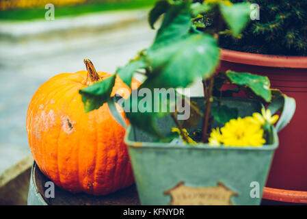 Avec des fleurs à l'extérieur de la citrouille Banque D'Images