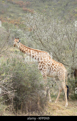 Alimentation girafe, botlierskop Private Game Reserve, Western Cape, Afrique du Sud Banque D'Images