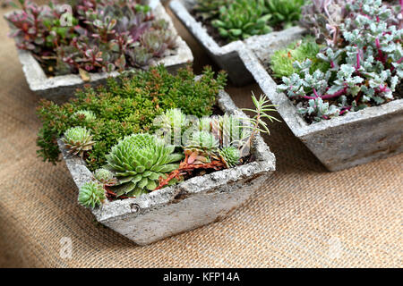 Mini jardin de cactus arrangements Banque D'Images