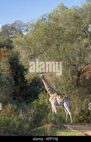 Girafe, botlierskop Private Game Reserve, Western Cape, Afrique du Sud Banque D'Images