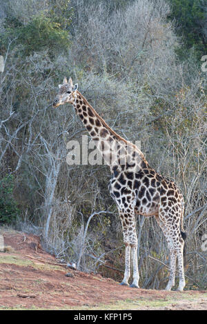 Girafe, botlierskop Private Game Reserve, Western Cape, Afrique du Sud Banque D'Images