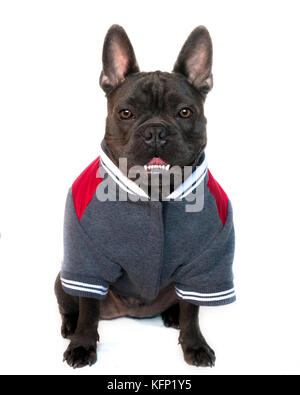 Portrait type de mascotte, corps plein d'un bouledogue français bleu vêtue de collège école de sport, sur un arrière-plan blanc isolé, vue avant yeux l Banque D'Images