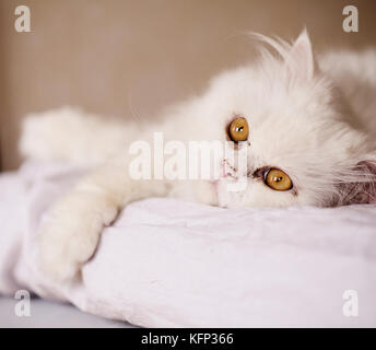 Détente chat d'intérieur Banque D'Images