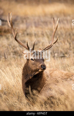 Bull Elk resting in Jasper National Park Banque D'Images