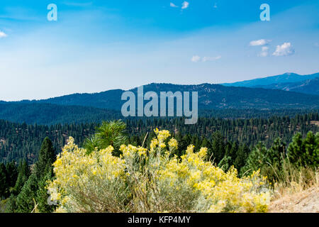 Vue panoramique de la Forêt Nationale de Boise en Idaho, USA Banque D'Images