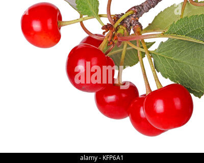 Avec la direction générale de plusieurs feuilles et les mûres, les fruits rouges, de cerise (Prunus cerasus) isolé sur fond blanc Banque D'Images