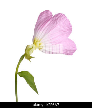 Vue arrière d'une seule fleur de la rose à l'onagre (Oenothera speciosa) isolé sur fond blanc Banque D'Images