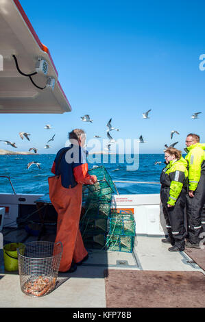 La langoustine La pêche au large de la météo îles dans l'archipel de Bohuslän, ouest de la Suède. Banque D'Images