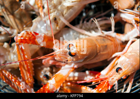 Langoustine fraîchement pêchée au large des îles Weather dans l'archipel de Bohuslän, en Suède occidentale. Banque D'Images