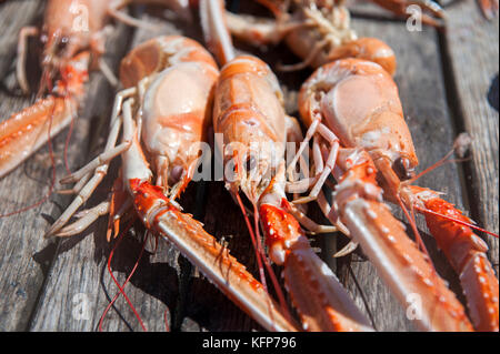 Langoustine fraîchement pêchée au large des îles Weather dans l'archipel de Bohuslän, en Suède occidentale. Banque D'Images