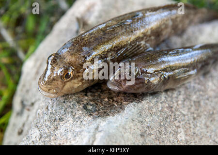 Poissons d'eau douce ou gobie barbotte poisson appelé Neogobius melanostomus et neogobius fluviatilis pallasi juste pris de l'eau. matières bullhead Banque D'Images