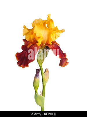 Tige avec une fleur jaune et bordeaux et de l'élaboration d'un bourgeon iris (iris germanica) isolé sur fond blanc Banque D'Images