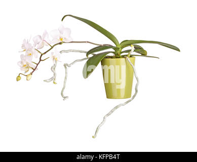 Des jets de fleurs jaunes et blanches sur une orchidée phalaenopsis et des racines aériennes qui se développe dans un pot d'argile verte isolée sur fond blanc Banque D'Images