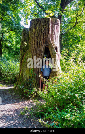 Berlin , Alt-Tegel. Personnes âgées Senior homme debout en tronc d'arbre creux dans la forêt de Tegel Banque D'Images