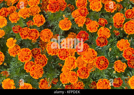 Beau floral background. orange dans le parterre de fleurs de close-up. fleurs tagetes. Banque D'Images