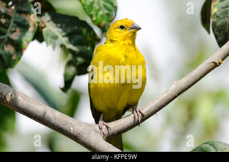 Sicalis flaveola jilguero / azafranado / saffron finch Banque D'Images