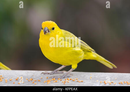 Sicalis flaveola jilguero / azafranado / saffron finch Banque D'Images