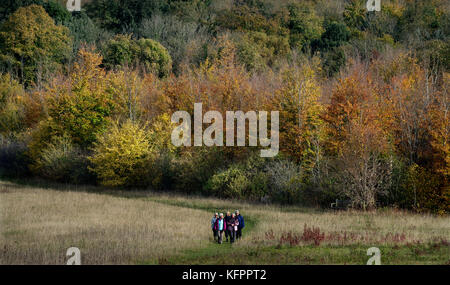 Collines Gogmagog, España. 31 octobre, 2017. Couleurs d'automne sur les collines Gogmagog au sud de Cambridge, Cambridgeshire, Angleterre, Royaume-Uni. 31 octobre 2017 Modifications de feuillage d'été couleurs d'automne pendant quelques jours avant de tomber au sol indiquant le début de l'hiver. Ci-dessous de : college of Environmental Science and Forestry. Chaque automne, nous nous délectons de la beauté de la couleur à l'automne. Le mélange de rouge, violet, orange et jaune est le résultat de processus chimiques qui ont lieu dans l'arbre au fil des saisons de l'été à l'hiver. Crédit : BRIAN HARRIS/Alamy Live News Banque D'Images