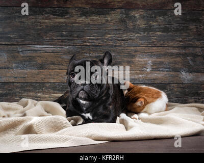 Chien et chat sur un fond d'un vieux mur en bois. Animaux chien triste, pleurer et à l'espoir. Banque D'Images