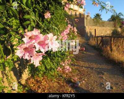 Randonnées bower vine - Pandorea jasminoides sur mur de granit sur chemin de pays Banque D'Images