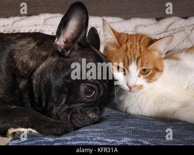 Chat Et Chien Endormi Ces Deux Animaux Dorment Ensemble