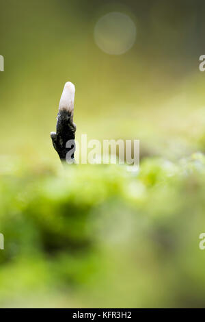 Bougie champignon Xylaria hypoxylon automne à priser croissant sur log in Cornwall, uk Banque D'Images