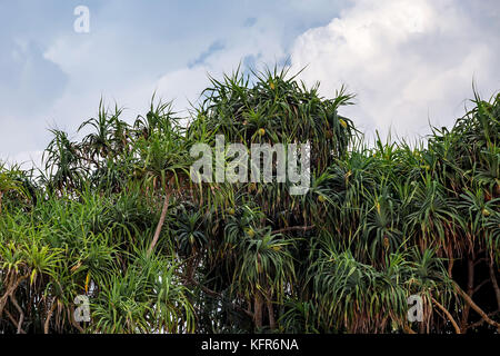 Pin vis ou pandanus pousse sur mer Banque D'Images