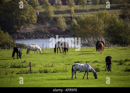 Prés du Rhin, à Duisburg Hochemmerich, Allemagne, chevaux, Banque D'Images