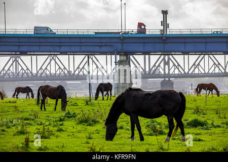 Prés du Rhin,à Duisburg Hochemmerich, Allemagne, chevaux, pont du Rhin Moerser Road, pont ferroviaire Rheinhausen, Banque D'Images