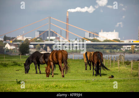 Prairies du rhin,à Duisburg, Allemagne, hochemmerich chevaux, pont au-dessus du Rhin, de l'industrie, Banque D'Images