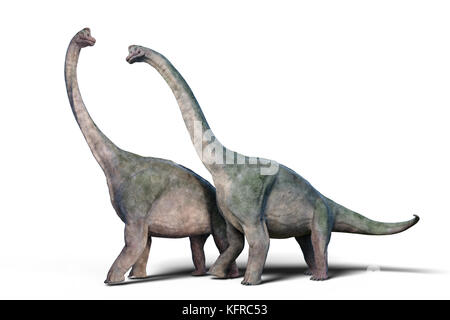 Couple Brachiosaurus altithorax (rendu 3d isolé sur fond blanc) Banque D'Images