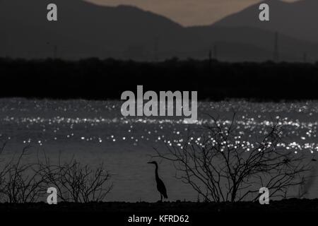 Des centaines d'oiseaux et les canards reste, le poisson pour l'alimentation et de survoler le Abelardo L. Rodrigez dam en Hermosillo Sonora. Saison d'hiver et la migration des oiseaux Banque D'Images