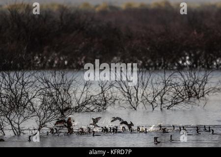 Des centaines d'oiseaux et les canards reste, le poisson pour l'alimentation et de survoler le Abelardo L. Rodrigez dam en Hermosillo Sonora. Saison d'hiver et la migration des oiseaux Banque D'Images