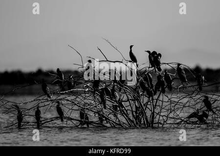 Des centaines d'oiseaux et les canards reste, le poisson pour l'alimentation et de survoler le Abelardo L. Rodrigez dam en Hermosillo Sonora. Saison d'hiver et la migration des oiseaux Banque D'Images