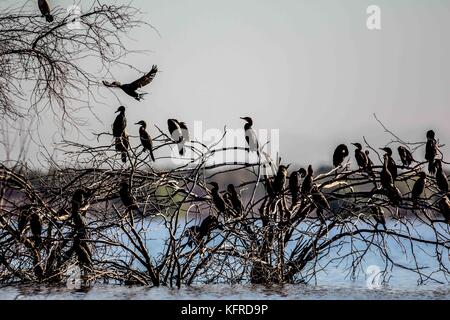 Des centaines d'oiseaux et les canards reste, le poisson pour l'alimentation et de survoler le Abelardo L. Rodrigez dam en Hermosillo Sonora. Saison d'hiver et la migration des oiseaux Banque D'Images