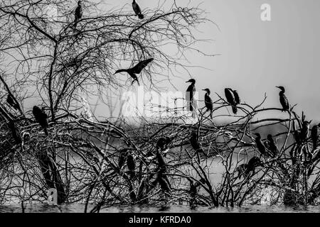 Des centaines d'oiseaux et les canards reste, le poisson pour l'alimentation et de survoler le Abelardo L. Rodrigez dam en Hermosillo Sonora. Saison d'hiver et la migration des oiseaux Banque D'Images