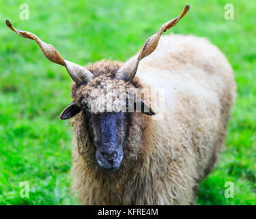 Mouton de Valašsko, également mouton de Racka hongrois, bélier avec cornes en spirale, Ovis aries strepsiceros Hungaricus, en herbe verte fraîche, gros plan Banque D'Images