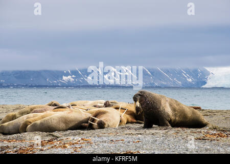 Groupe de morse (Odobenus rosmarus) adultes sortis de l'eau pour se reposer sur la terre ferme sur la côte de l'Arctique en été 2017. Le Spitzberg, archipel du Svalbard, Norvège Banque D'Images