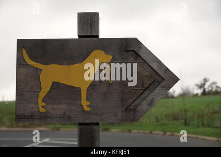 Flèche avec labrador jaune avec du plomb dans la bouche dog walking signer sur fond de bois Banque D'Images