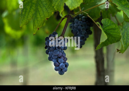 Grappe de raisin pourpre foncé accrochée à une branche sur une vigne dans un vignoble vignoble, avec quelques rides commencent à se dessécher et de ne pas être récoltés Banque D'Images