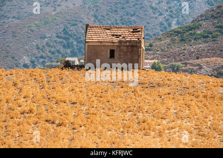 Corse : une grange en ruine dans un champ de blé dans la campagne de Patrimonio, village de haute corse entouré de vertes collines et vignobles Banque D'Images