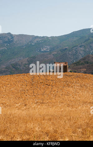 Corse : une grange en ruine dans un champ de blé dans la campagne de Patrimonio, village de haute corse entouré de vertes collines et vignobles Banque D'Images