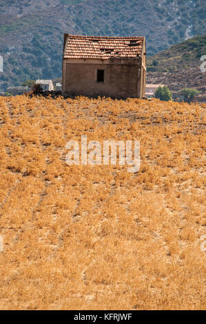 Corse : une grange en ruine dans un champ de blé dans la campagne de Patrimonio, village de haute corse entouré de vertes collines et vignobles Banque D'Images