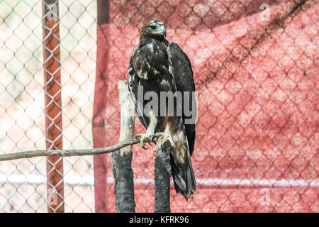 Un véritable aigle ou chrysaetos en captivité à l'intérieur d'un grand Cage iBird symbole du drapeau mexicain Banque D'Images