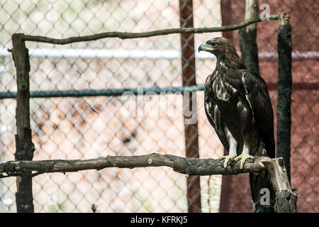 Un véritable aigle ou chrysaetos en captivité à l'intérieur d'un grand Cage iBird symbole du drapeau mexicain Banque D'Images