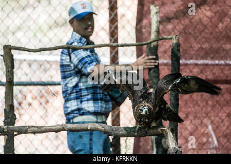 Un véritable aigle ou chrysaetos en captivité à l'intérieur d'un grand Cage iBird symbole du drapeau mexicain Banque D'Images