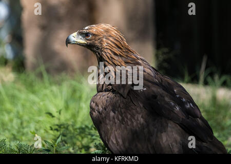 Un véritable aigle ou chrysaetos en captivité à l'intérieur d'un grand Cage iBird symbole du drapeau mexicain Banque D'Images