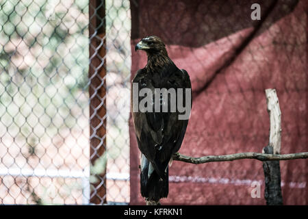 Un véritable aigle ou chrysaetos en captivité à l'intérieur d'un grand Cage iBird symbole du drapeau mexicain Banque D'Images